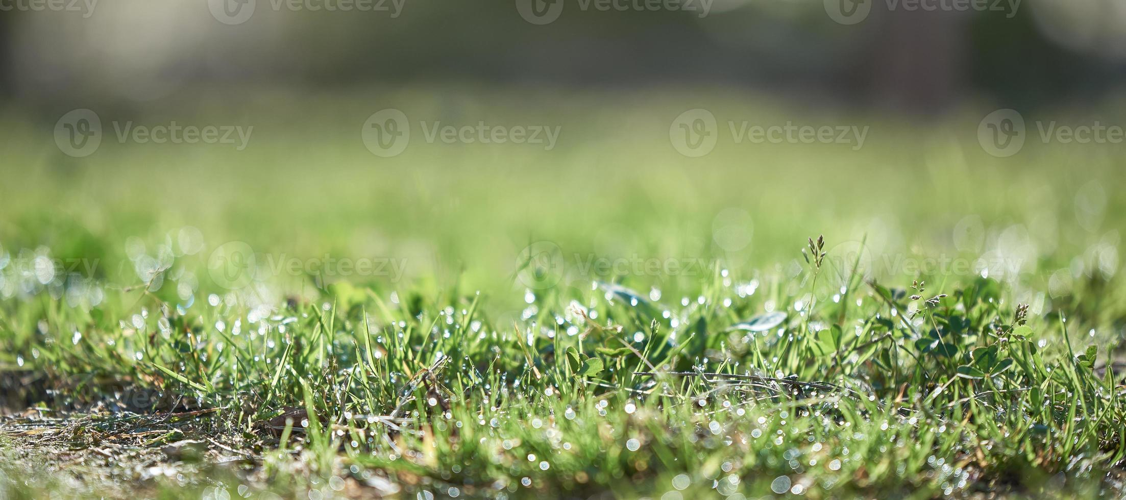 Fresh morning dew on spring grass, natural background - close up. The background in the blur. photo