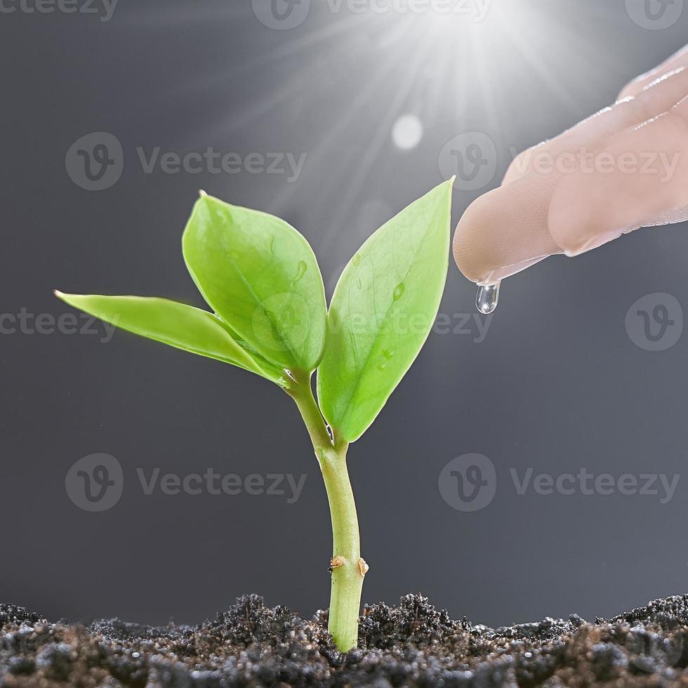 A woman's hand is watering a green sprout illuminated by sunlight on gray background. The concept of caring for small businesses. photo