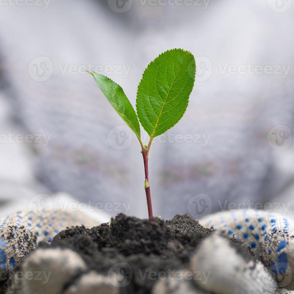 Green a small sprout in the hands. Hands in work gloves. photo