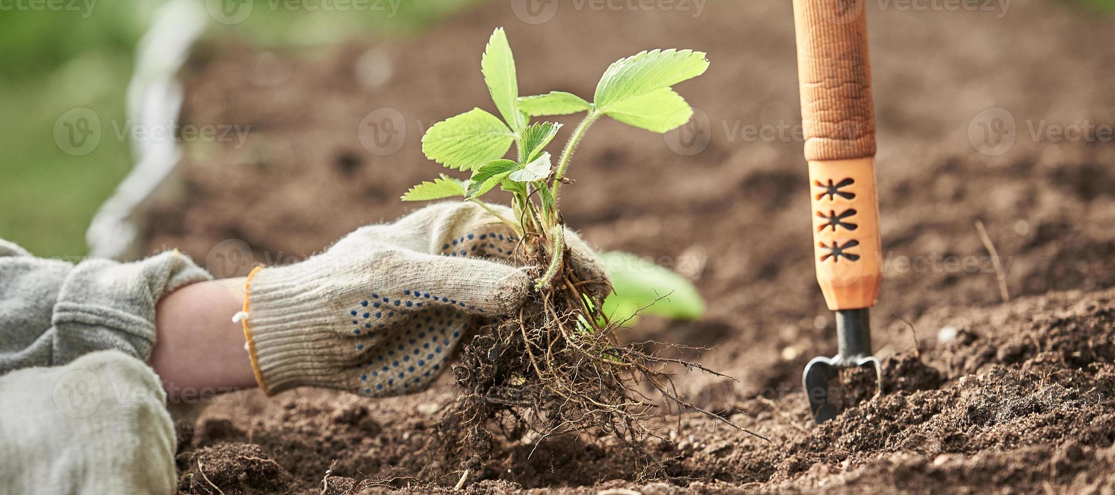 plantando fresas en el jardín. las manos en guantes de lino plantan fresas. foto