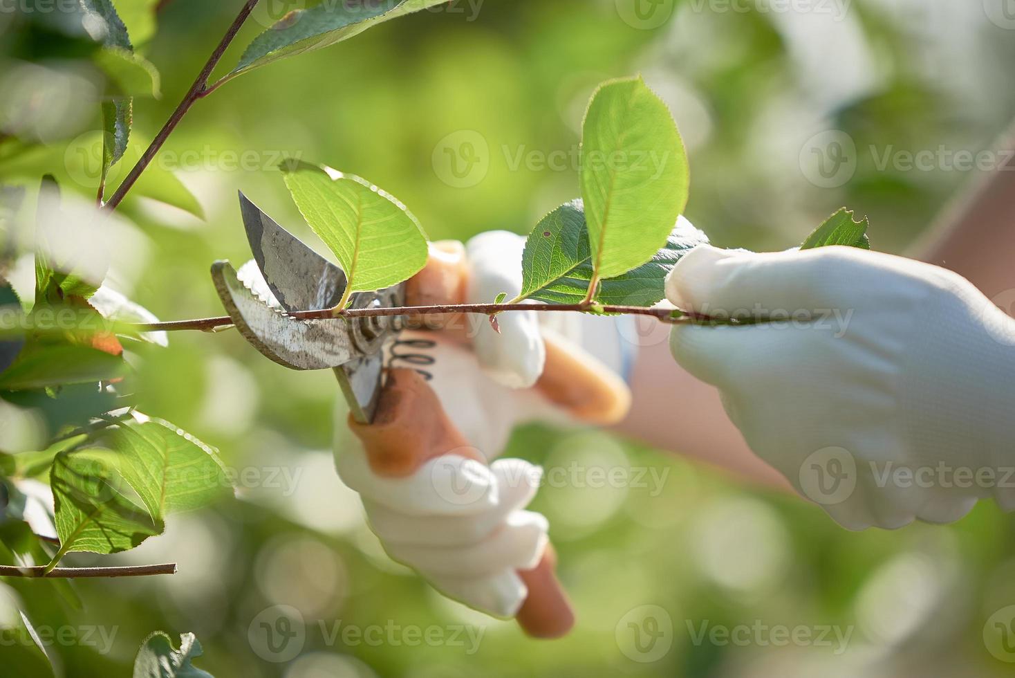 The concept of gardening. Female hands in white gloves, cut the branches with pruning shears. photo