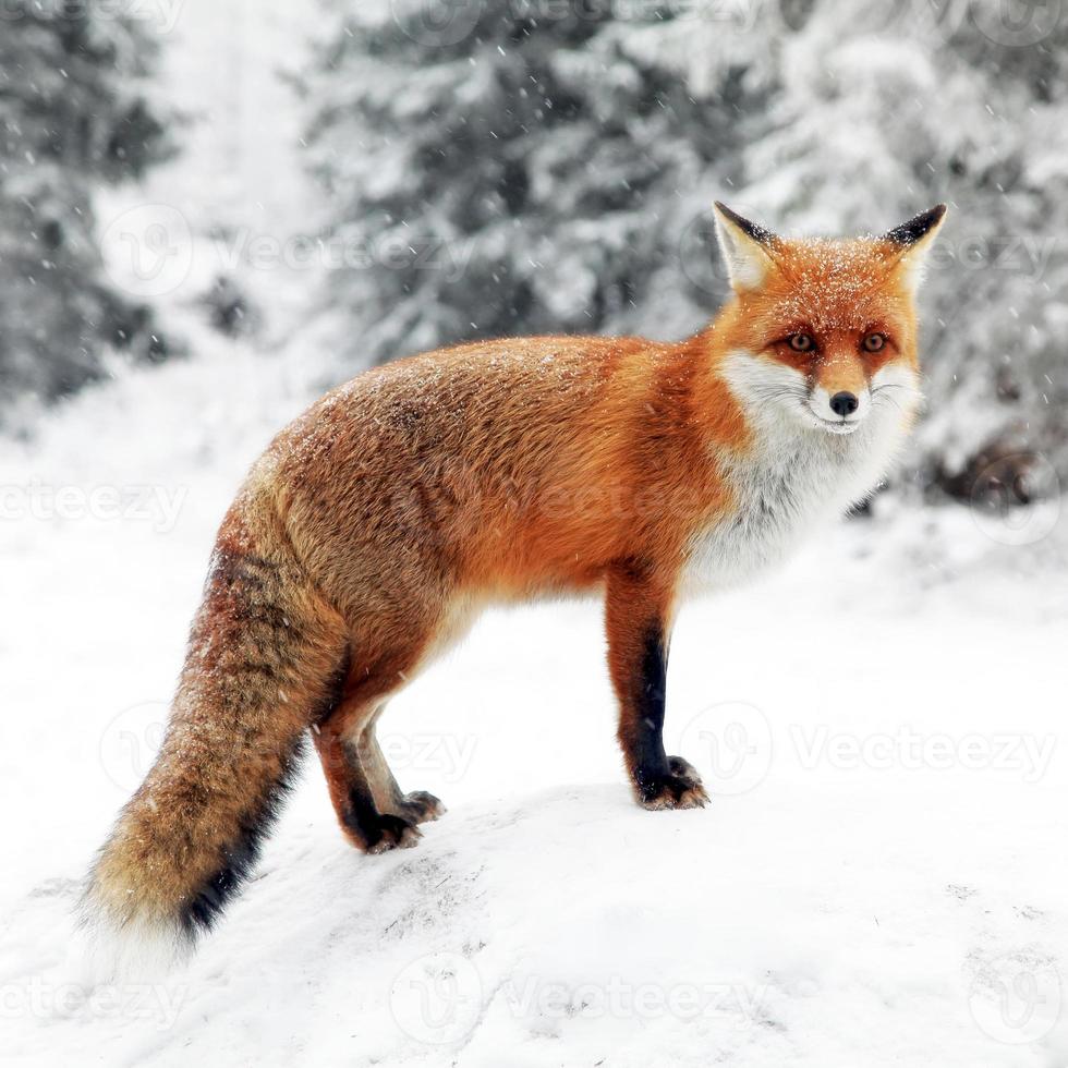 zorro rojo en el paisaje de invierno foto