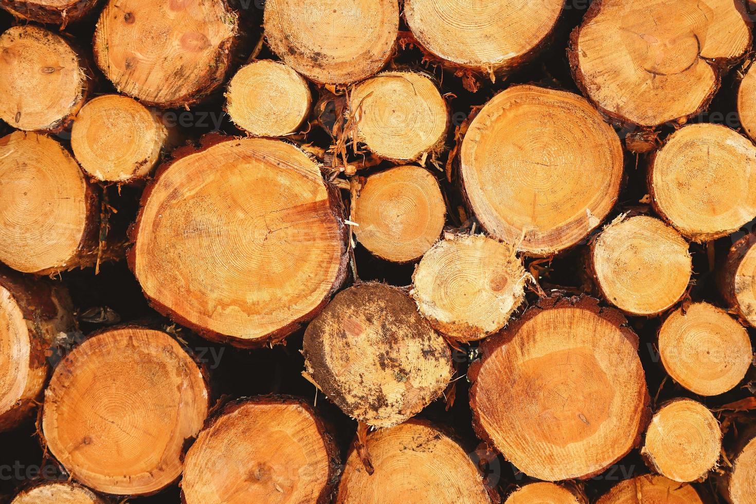 Close up of cut tree trunks of various diameters lying stacked photo