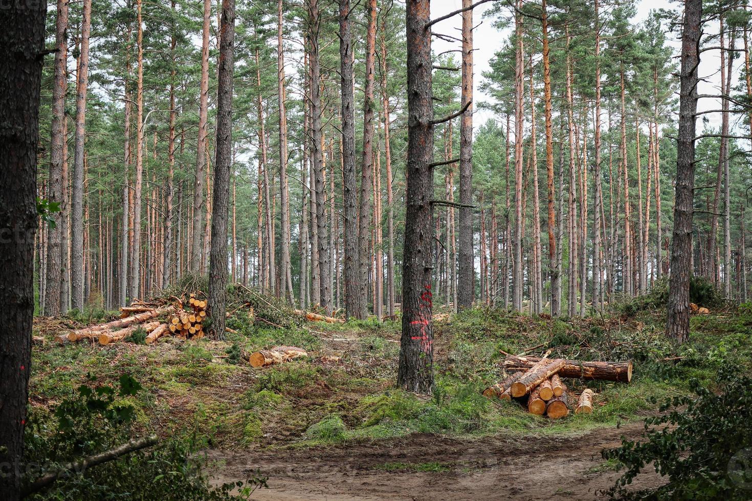 Cut tree trunks of various diameters lying stacked in a forest on green grass surrounded by still standing trees photo