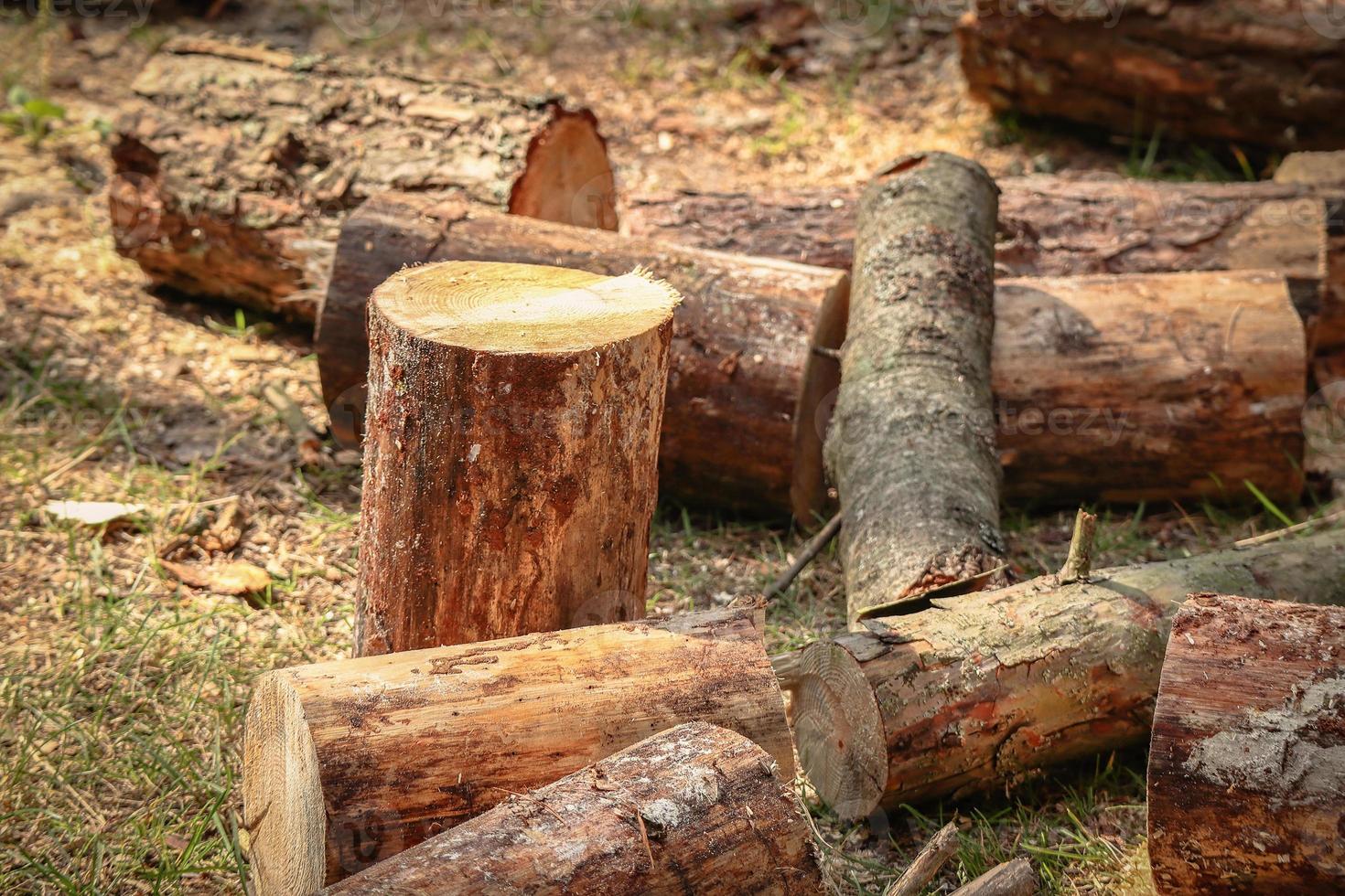 Pine tree logs and stumps with and without bark lie in a forest after being cut photo