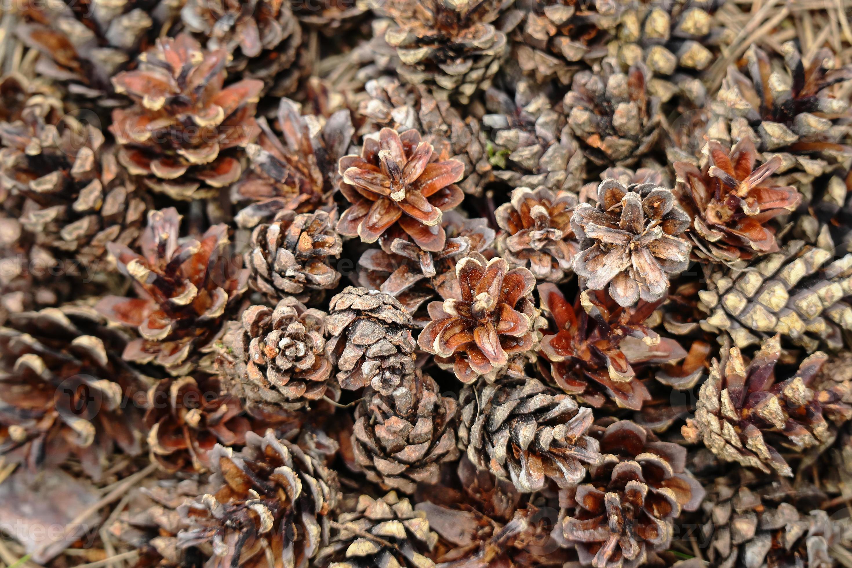 Where Are Pinecones In Grounded - cdcdsob