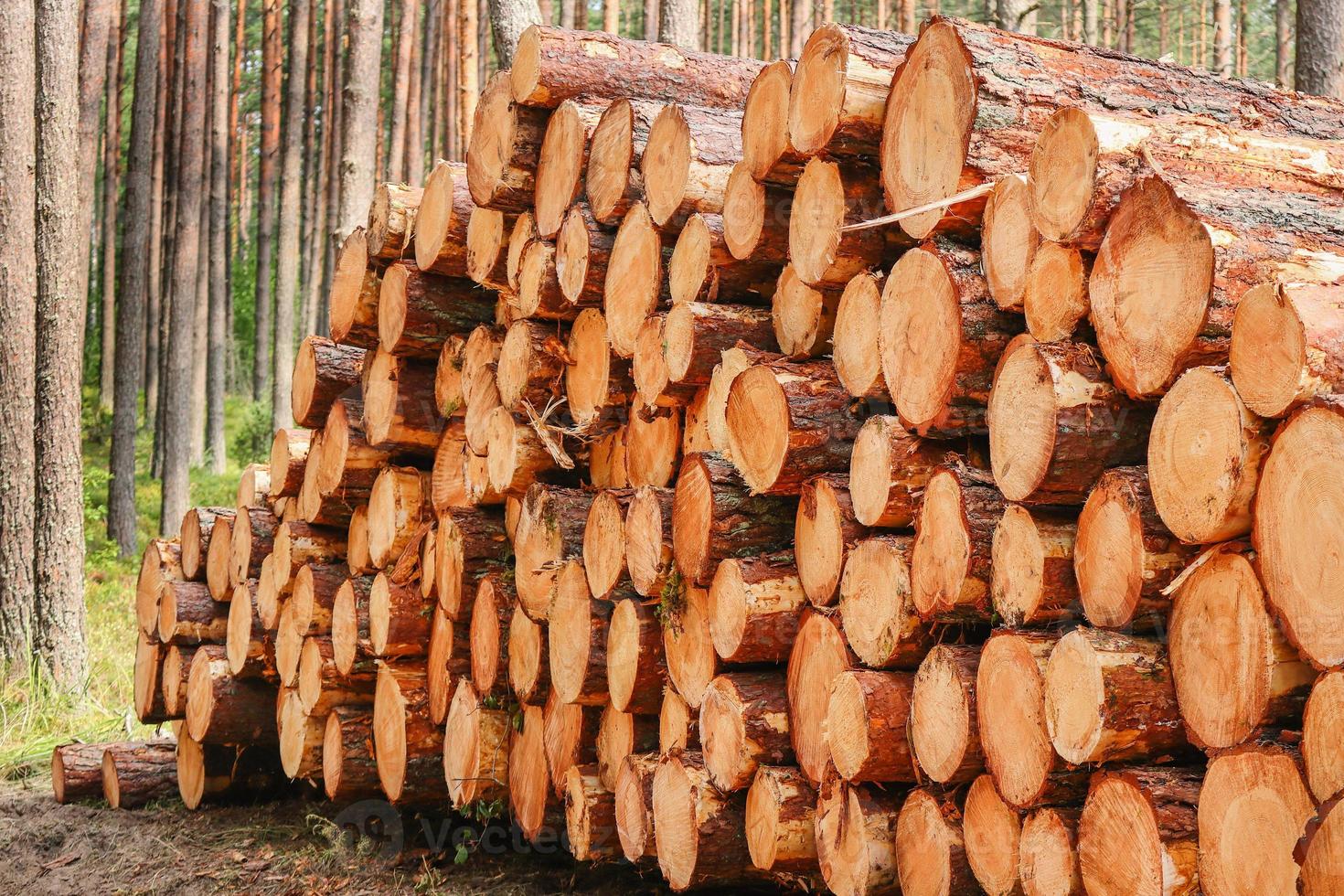 Tree logs and stumps with bark lie stacked in a forest after being cut