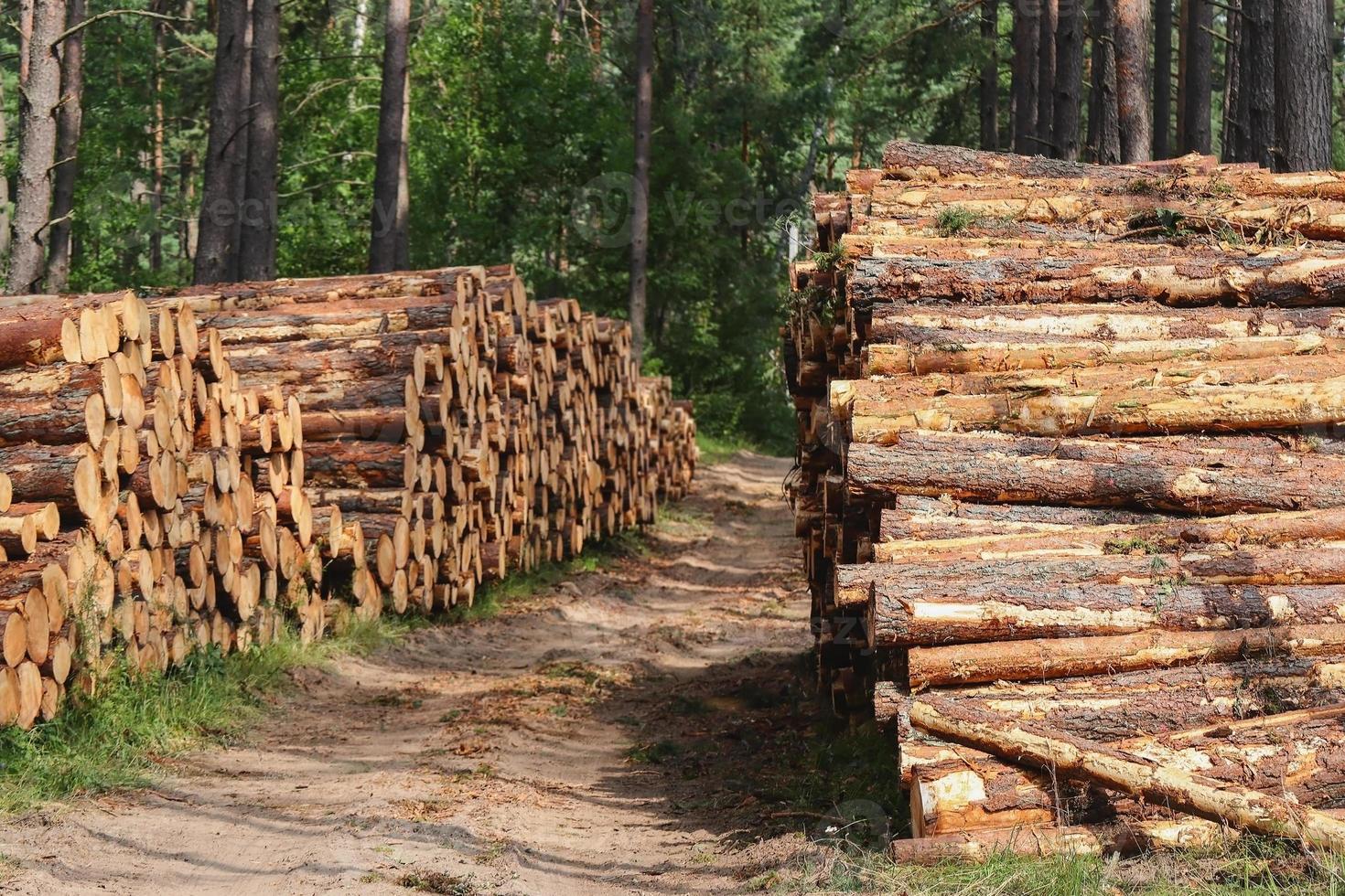 Tree logs and stumps with bark lie stacked on both sides of a road in a forest after being cut photo