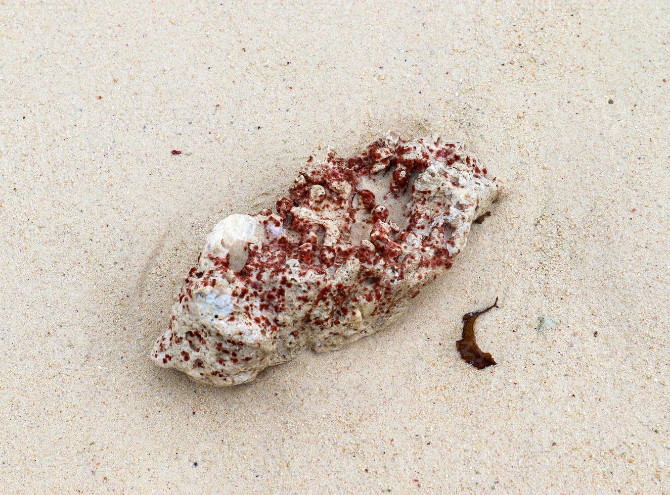 cerca de corales en la playa en la isla paradisíaca seychelles foto