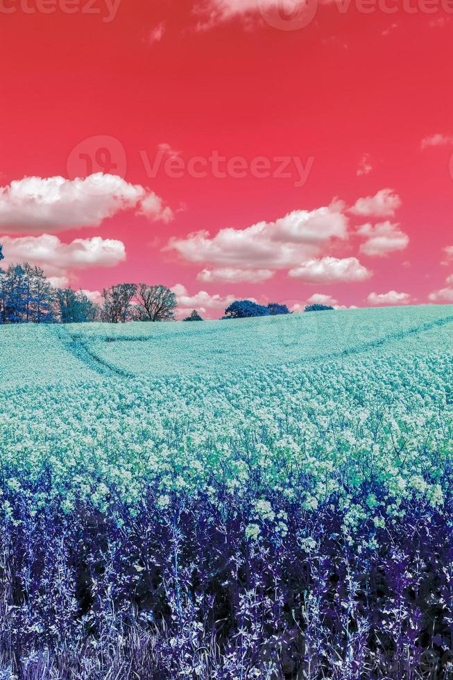 Infra red hyper color shot of flowering rape against a blue sky with clouds. Abstract landscape background with copy space. photo