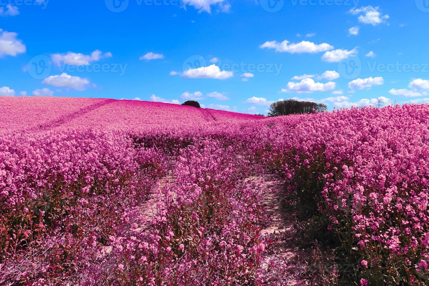 Infra red hyper color shot of flowering rape against a blue sky with clouds. Abstract landscape background with copy space. photo