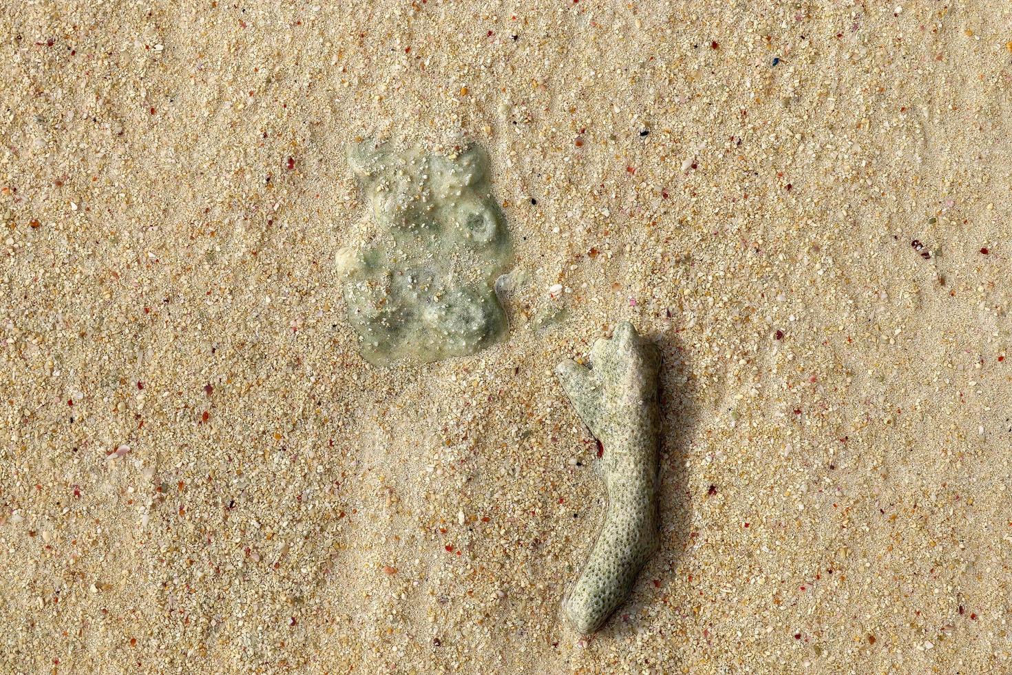 cerca de corales en la playa en la isla paradisíaca seychelles foto