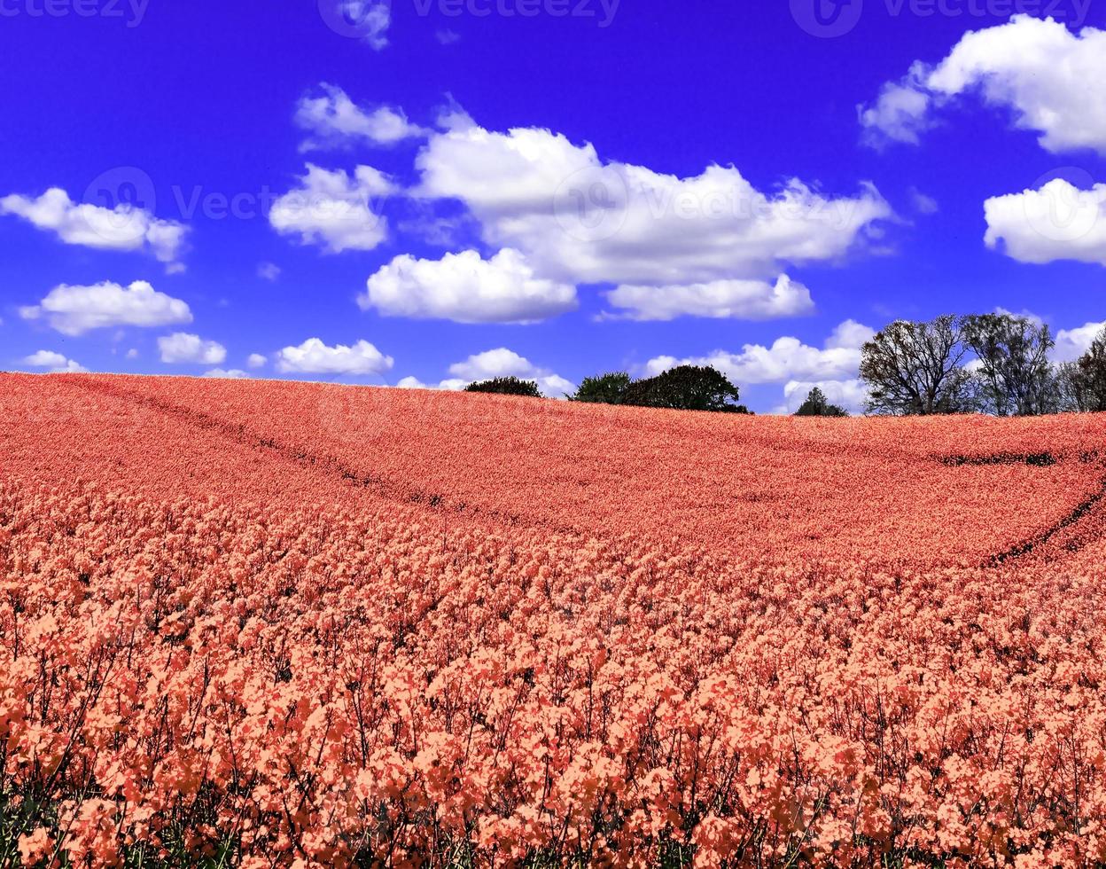 Infra red hyper color shot of flowering rape against a blue sky with clouds. Abstract landscape background with copy space. photo
