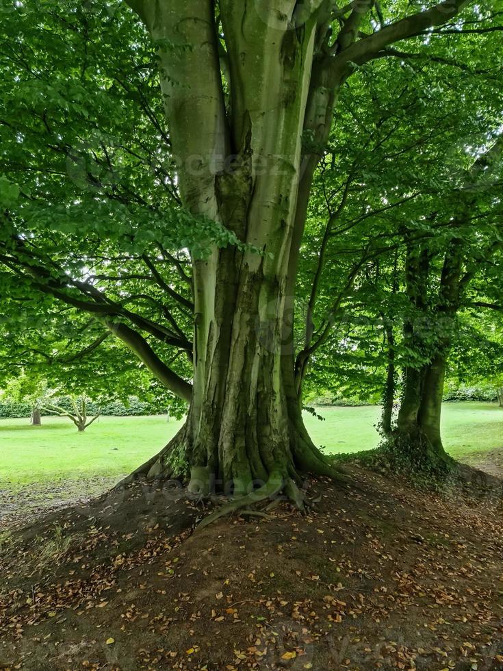 A very old twisted tree with many roots. photo