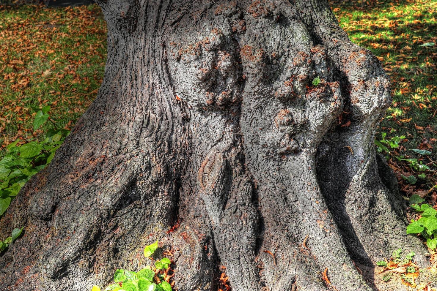 An old tree trunk in a european forest landscape environment photo