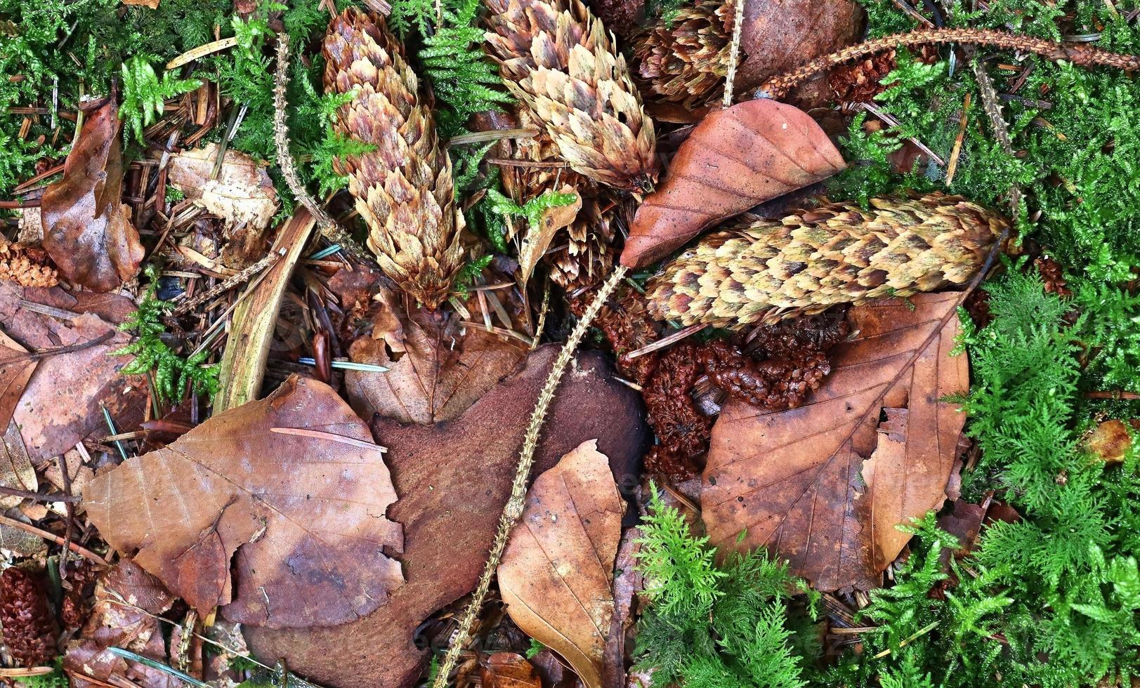 Forest soil texture background. The ground in a forest with pine cones, moss, grass, pine needles, autumn leaves. photo