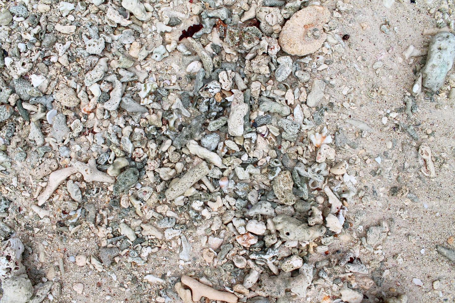 Close up of corals at the beach on the paradise island Seychelles photo