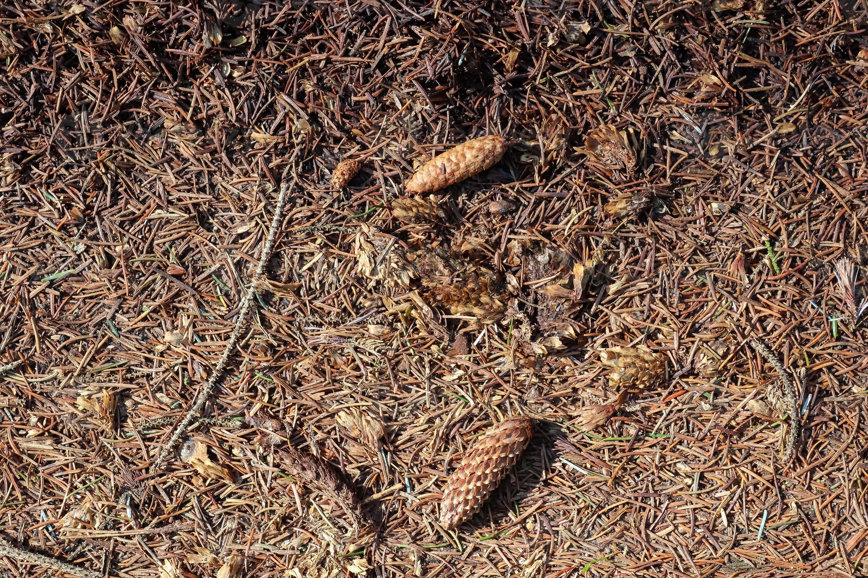 Forest soil texture background. The ground in a forest with pine cones