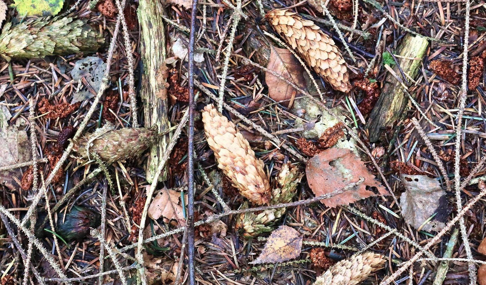 Forest soil texture background. The ground in a forest with pine cones, moss, grass, pine needles, autumn leaves. photo