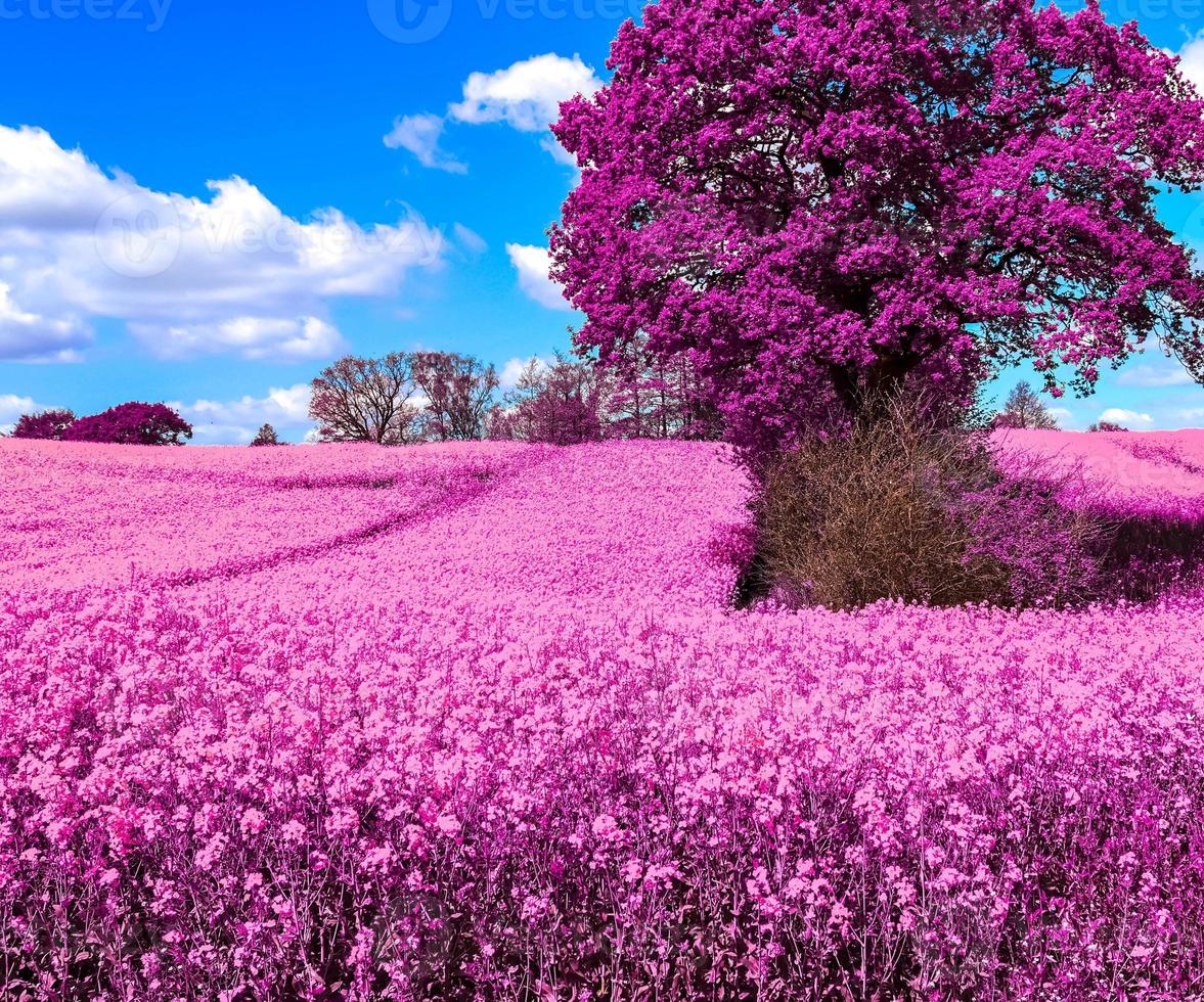 Infra red hyper color shot of flowering rape against a blue sky with clouds. Abstract landscape background with copy space. photo