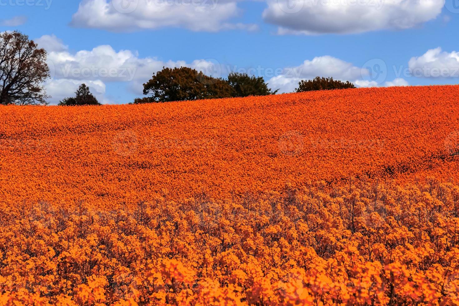 Infra red hyper color shot of flowering rape against a blue sky with clouds. Abstract landscape background with copy space. photo