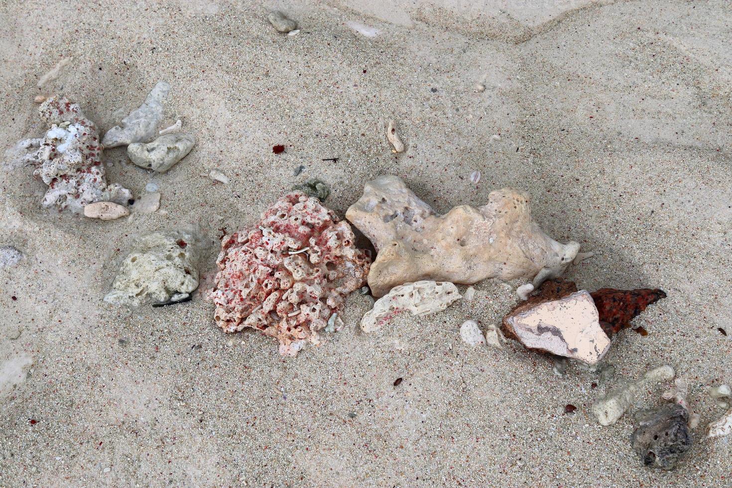 Close up of corals at the beach on the paradise island Seychelles photo