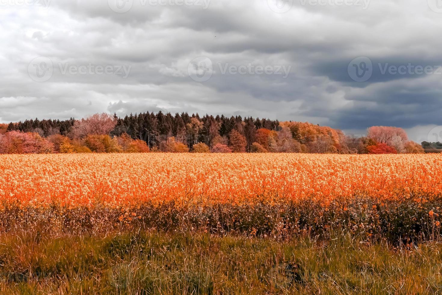 Infra red hyper color shot of flowering rape against a blue sky with clouds. Abstract landscape background with copy space. photo