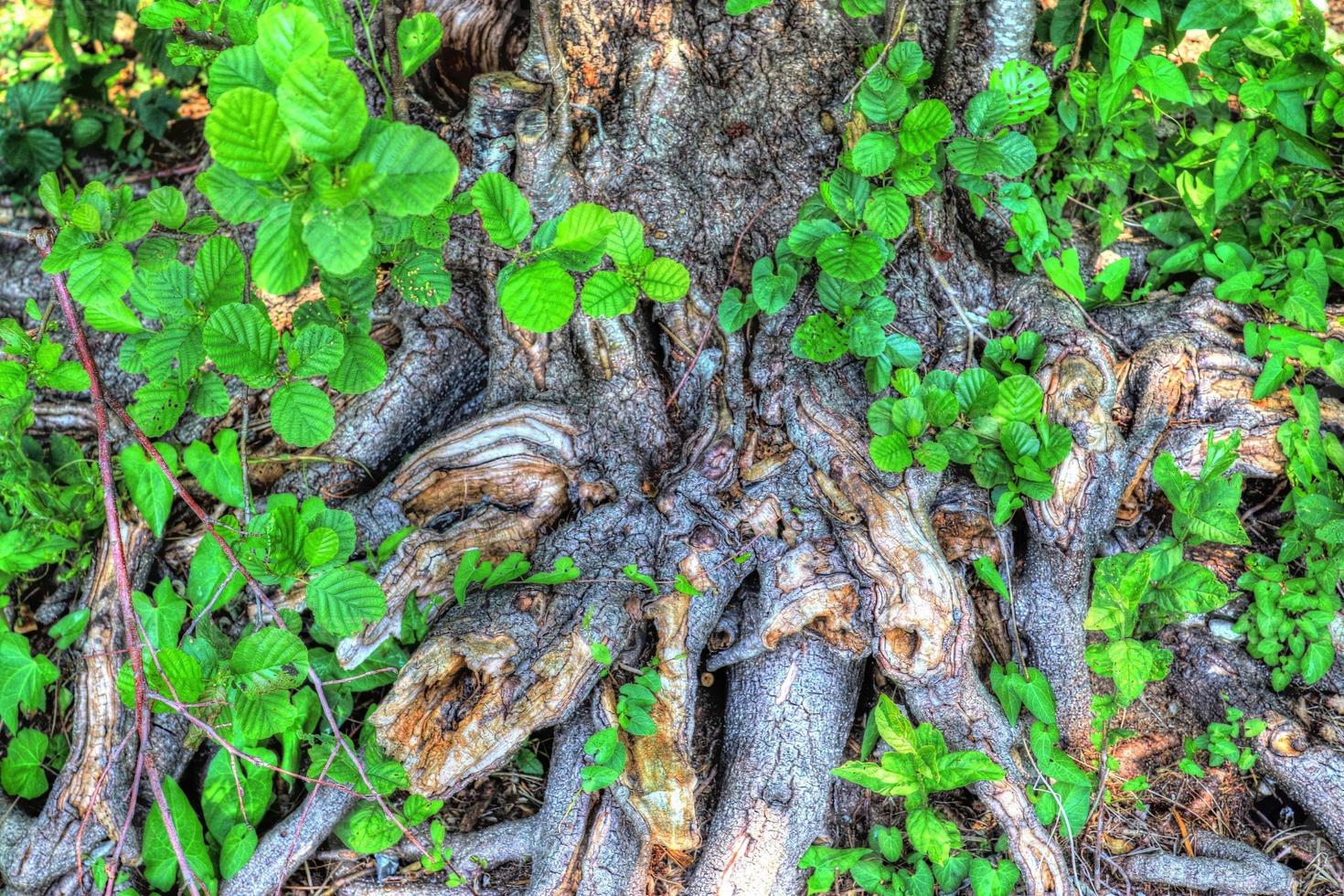 An old tree trunk in a european forest landscape environment photo