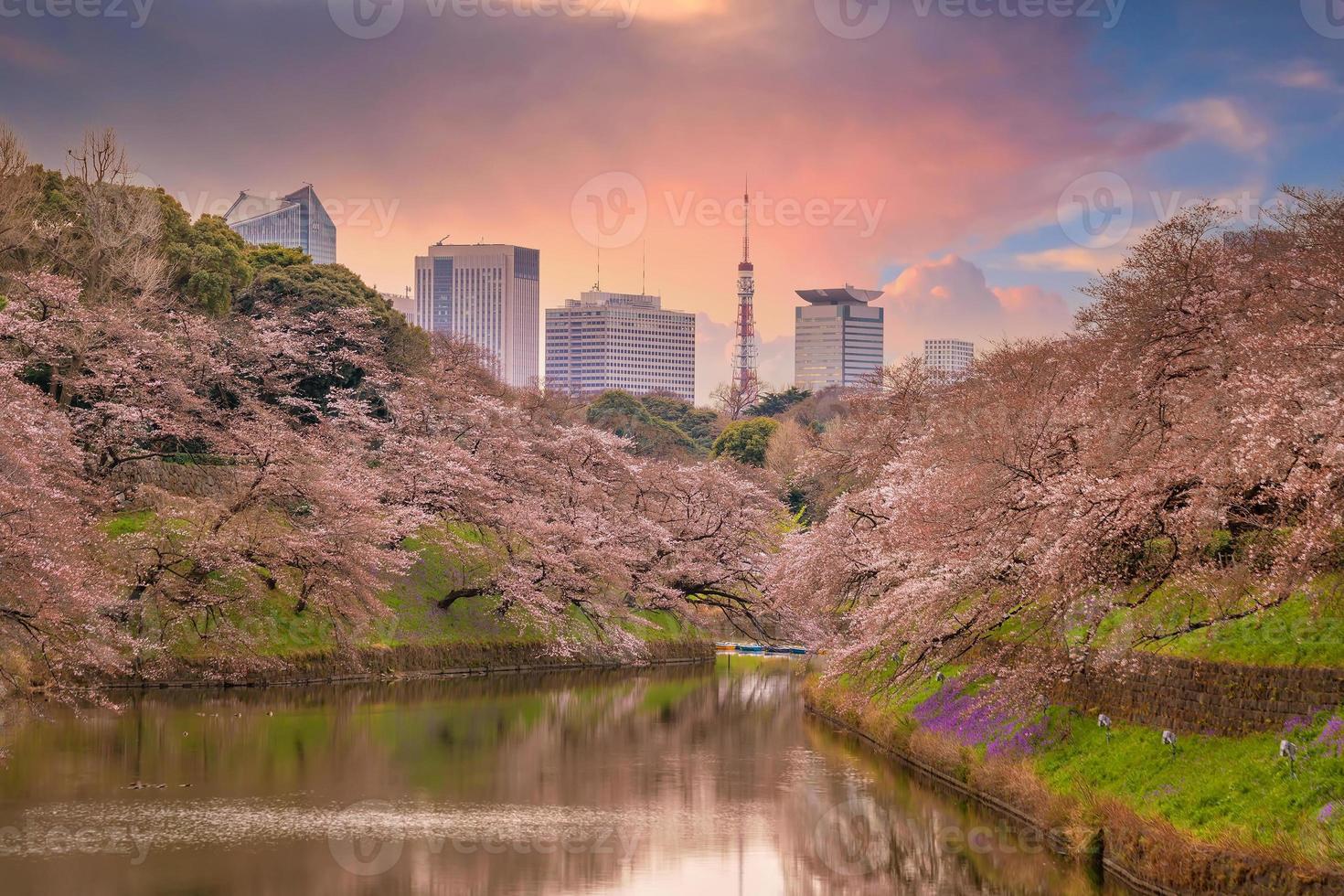 parque chidorigafuchi durante la temporada de primavera con sakura en tokio foto