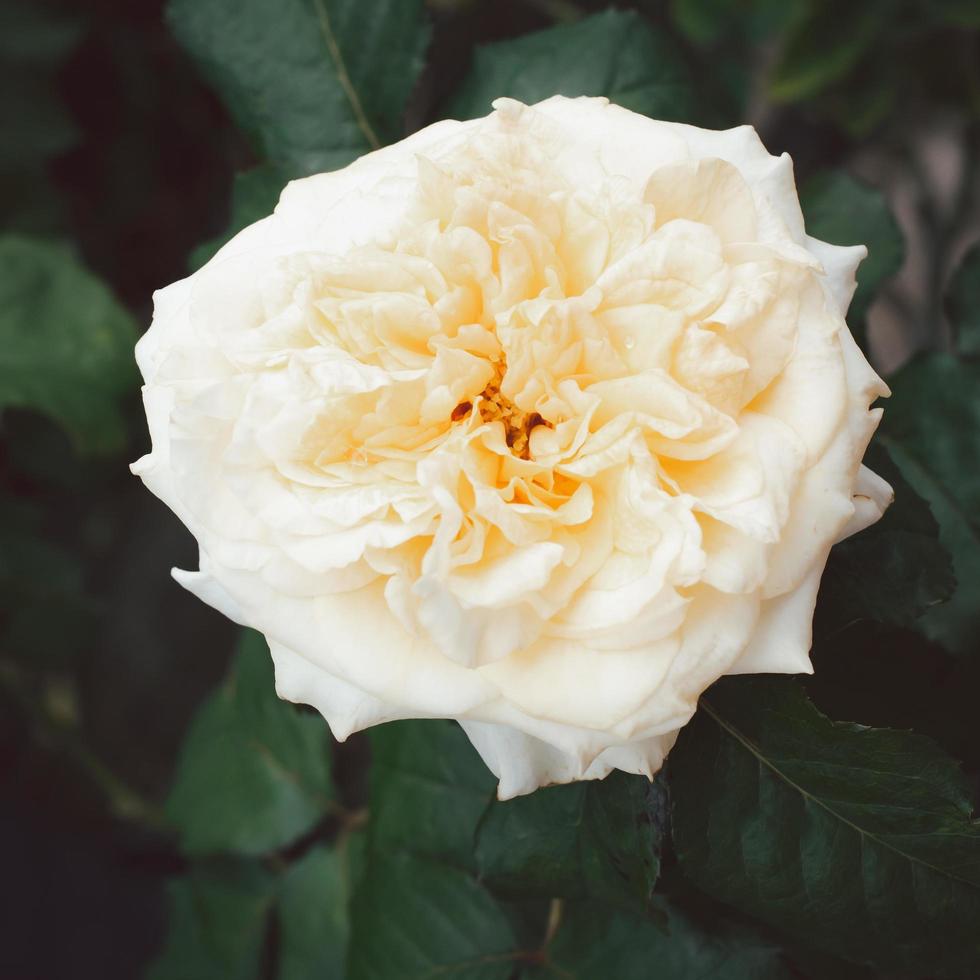 A clear vanilla color rose flower blossom in the garden on a blurry background. photo