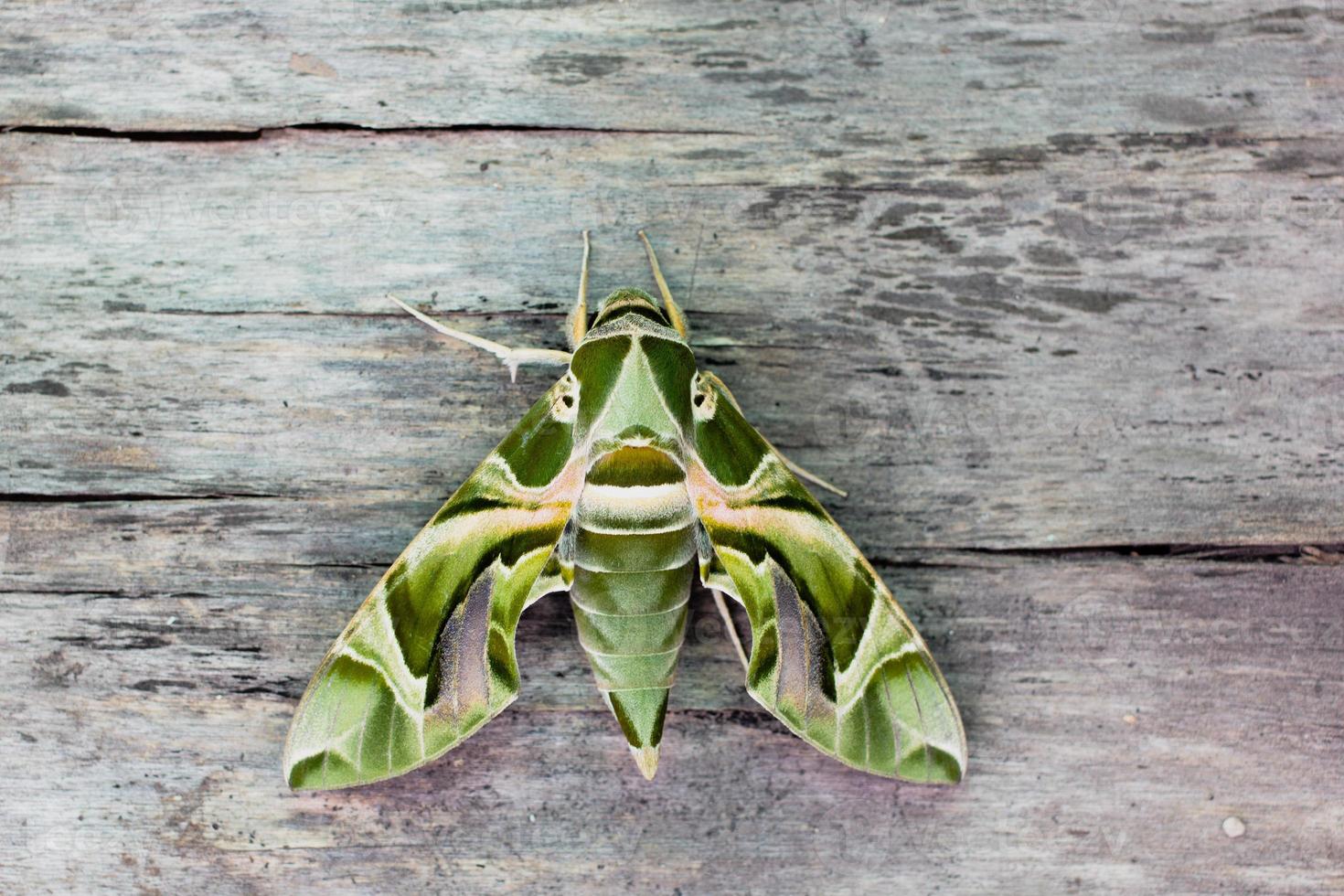 The Oleandar Hawk Moth or army green moth, is a moth of the family Sphingidae perched on a