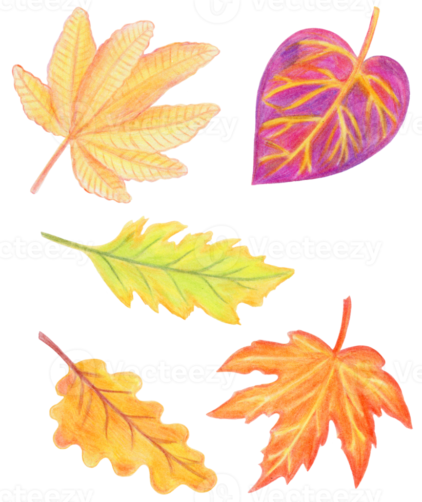 The illustration of autumn leaves png