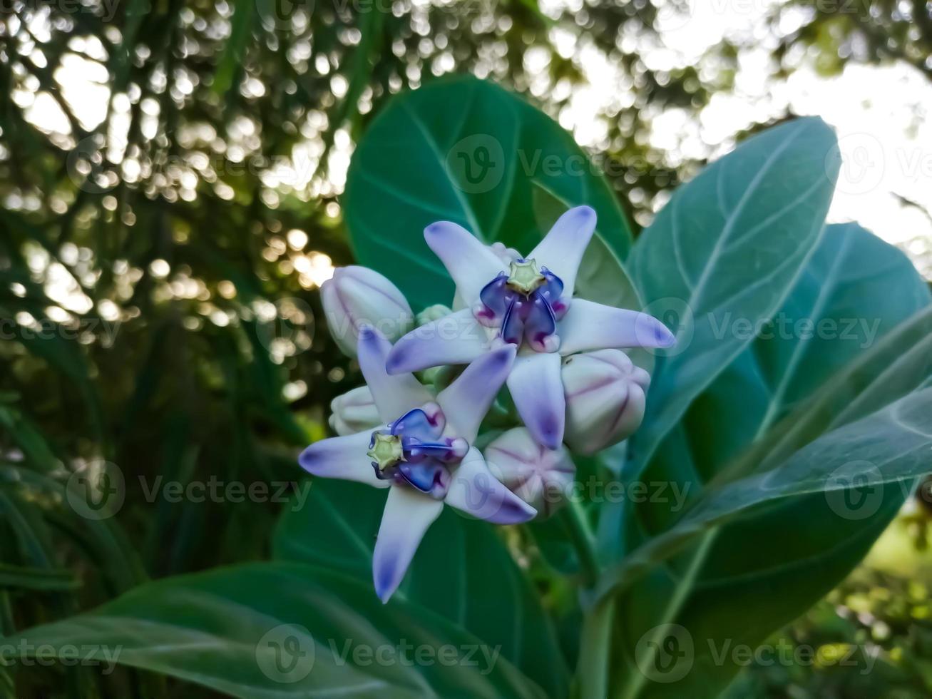 Close view of Purple Crown flower or Giant Indian milkweed on natural background. Calotropis gigantea. Medicinal plant. photo
