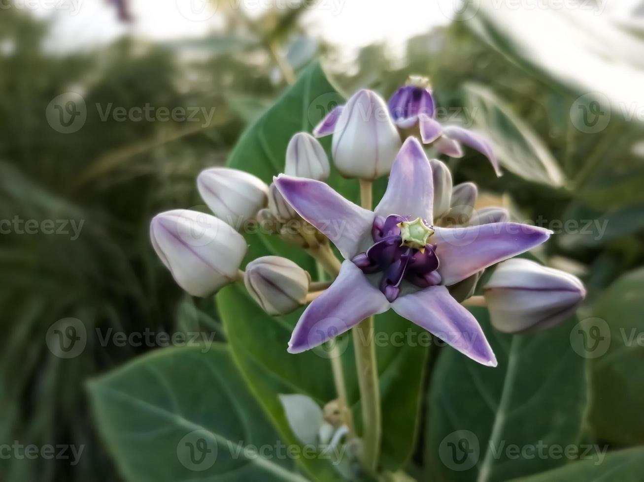 Close view of Purple Crown flower or Giant Indian milkweed on natural background. Calotropis gigantea. Medicinal plant. photo