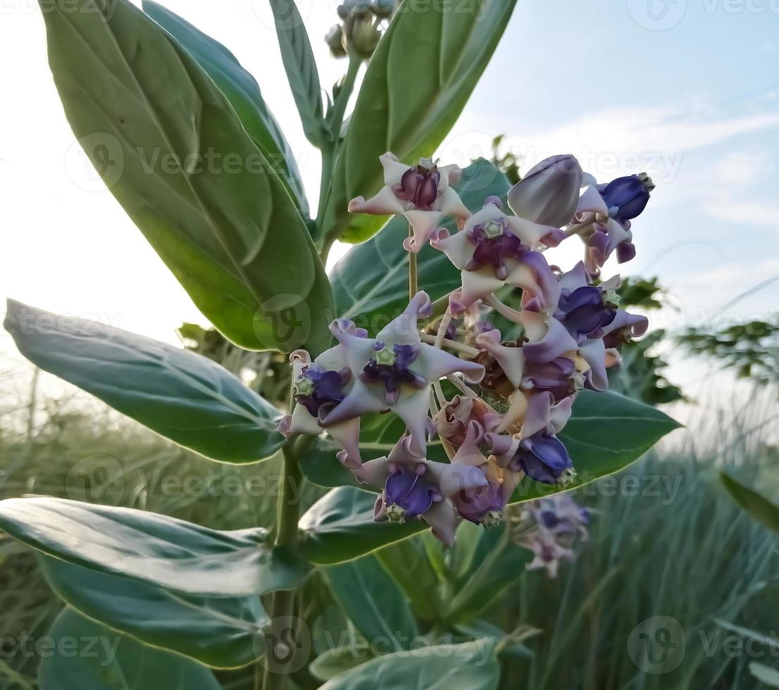 Close view of Purple Crown flower or Giant Indian milkweed on natural background. Calotropis gigantea. Medicinal plant. photo