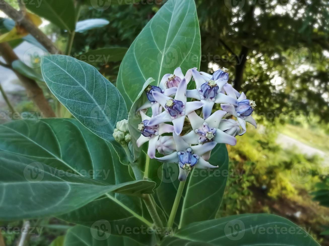 Close view of Purple Crown flower or Giant Indian milkweed on natural background. Calotropis gigantea. Medicinal plant. photo