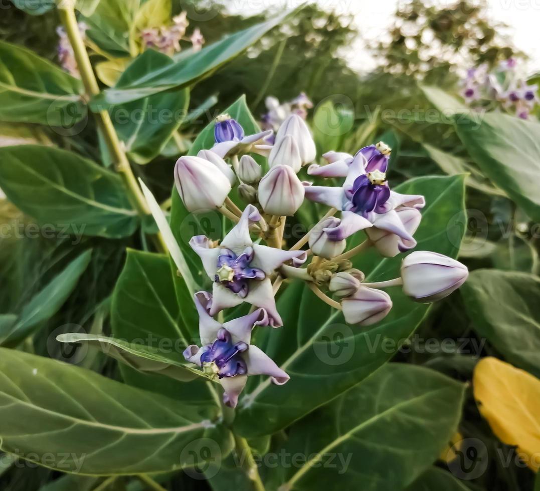 Close view of Purple Crown flower or Giant Indian milkweed on natural background. Calotropis gigantea. Medicinal plant. photo