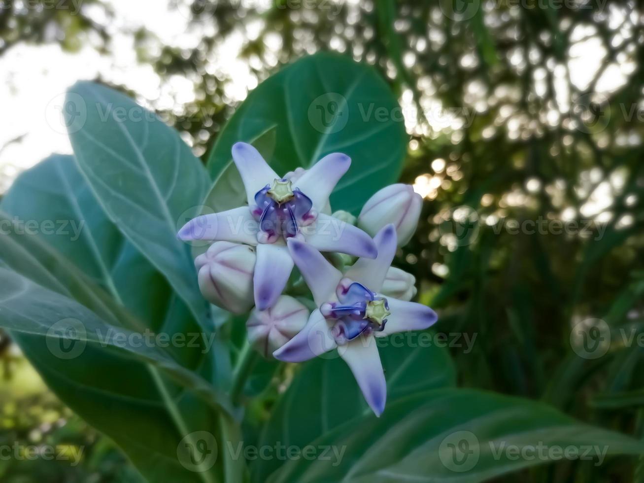 Close view of Purple Crown flower or Giant Indian milkweed on natural background. Calotropis gigantea. Medicinal plant. photo