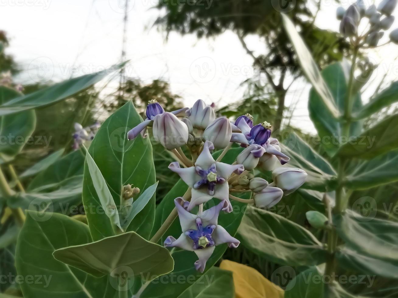 Close view of Purple Crown flower or Giant Indian milkweed on natural background. Calotropis gigantea. Medicinal plant. photo