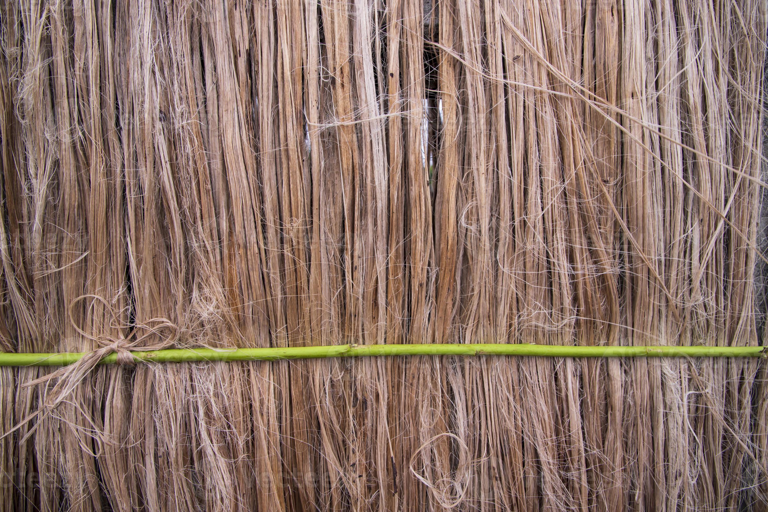 Golden wet raw jute fiber hanging under the sunlight for drying. Golden