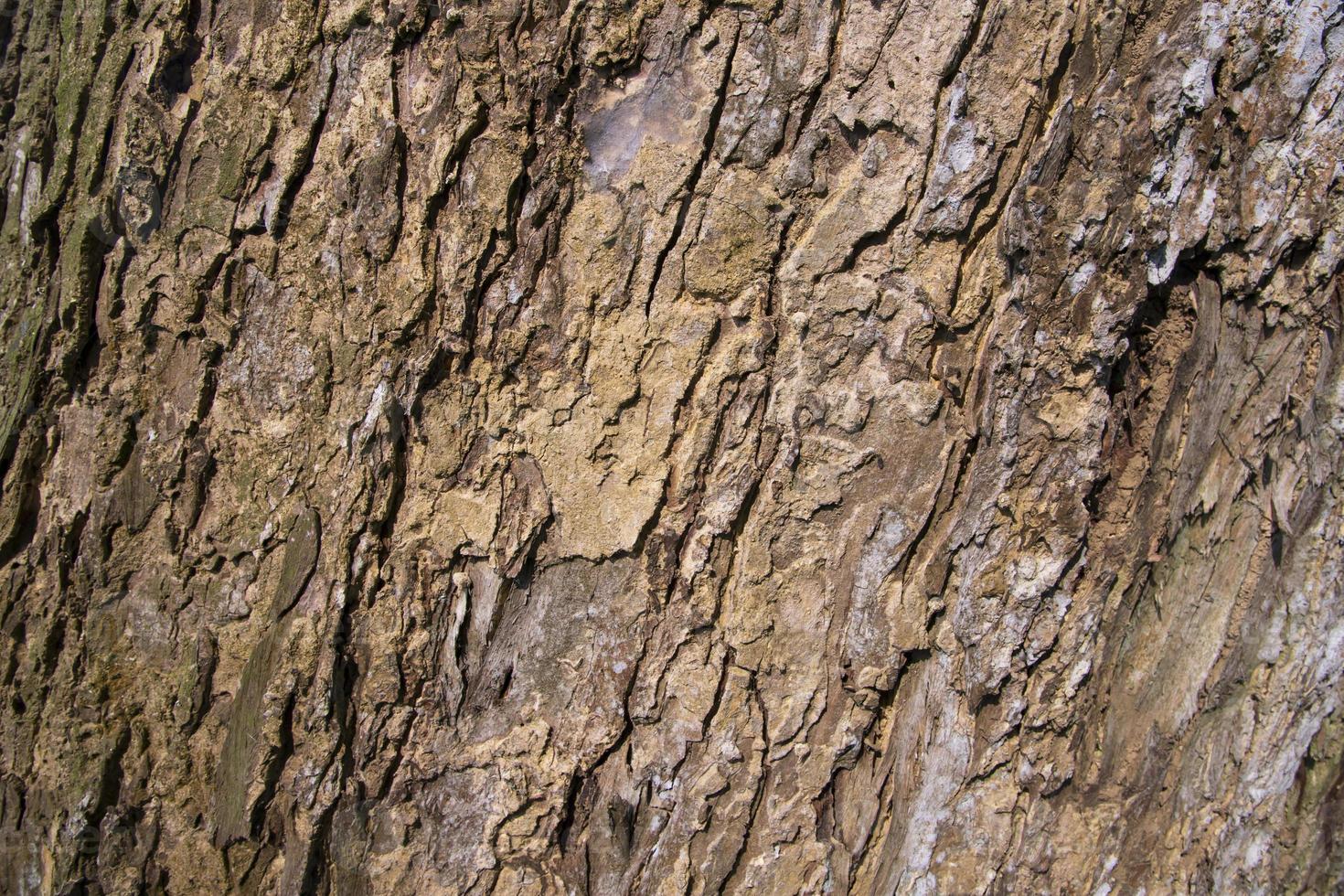 el fondo texturizado de la corteza de un árbol grande y viejo foto