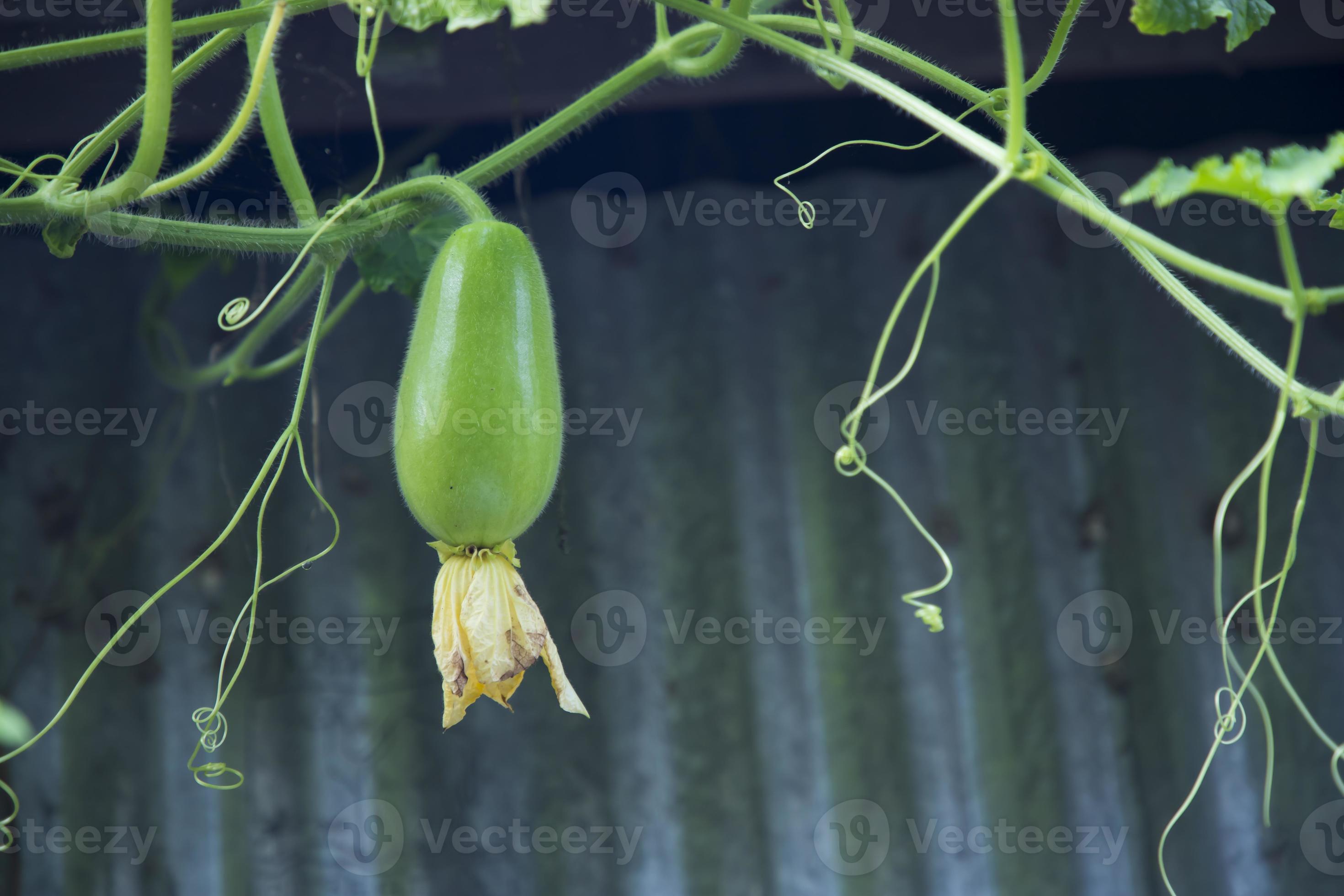 Wax Gourd Chalkumra organic vegetable. Ash Gourd Winter Melon Seeds