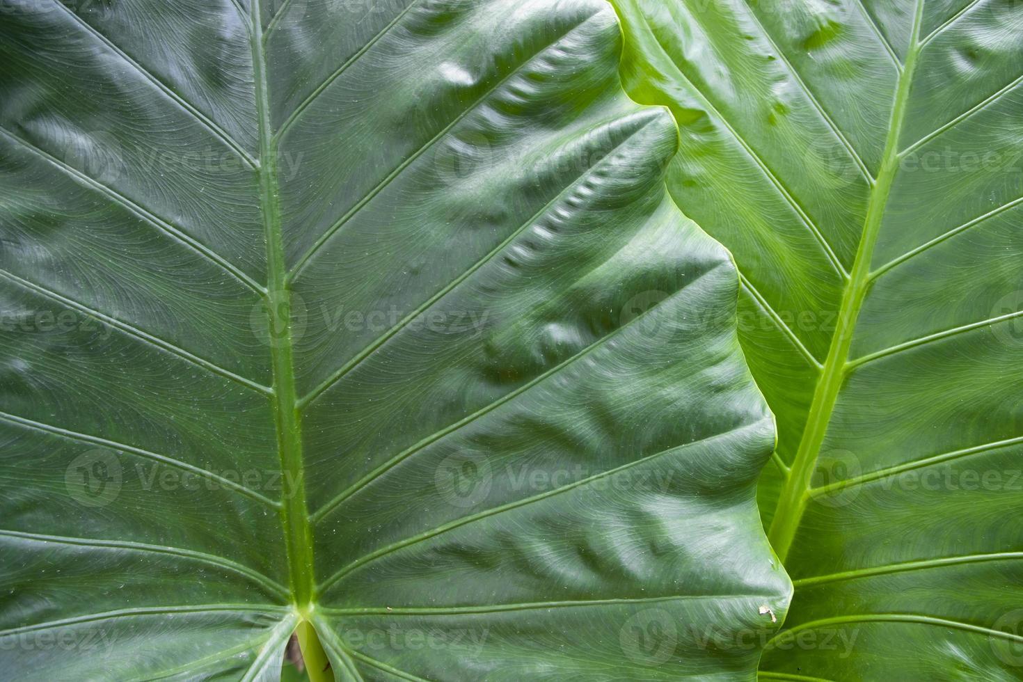 Green Alocasia or Elephant ear Natural Texture background photo