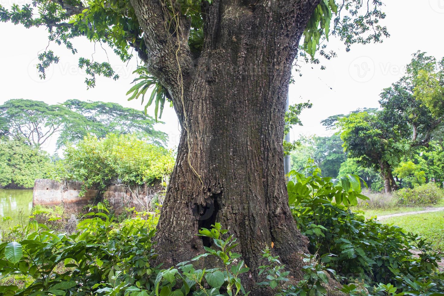 the biggest tree in the forest with a greenery view photo