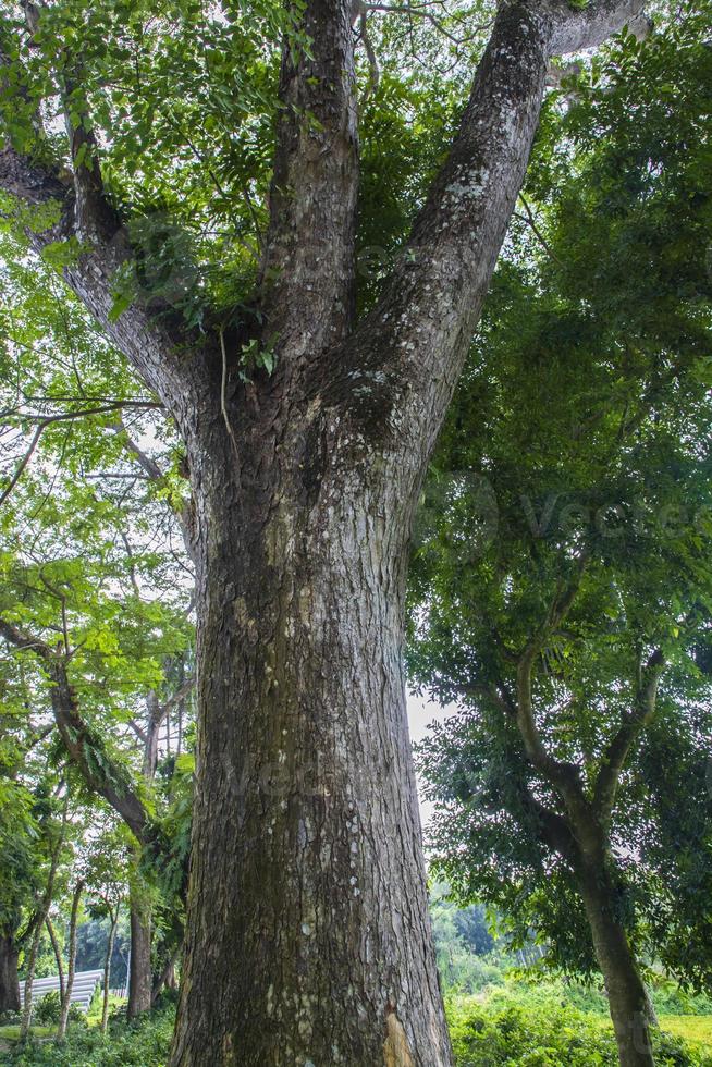 the biggest tree in the forest with a greenery view photo