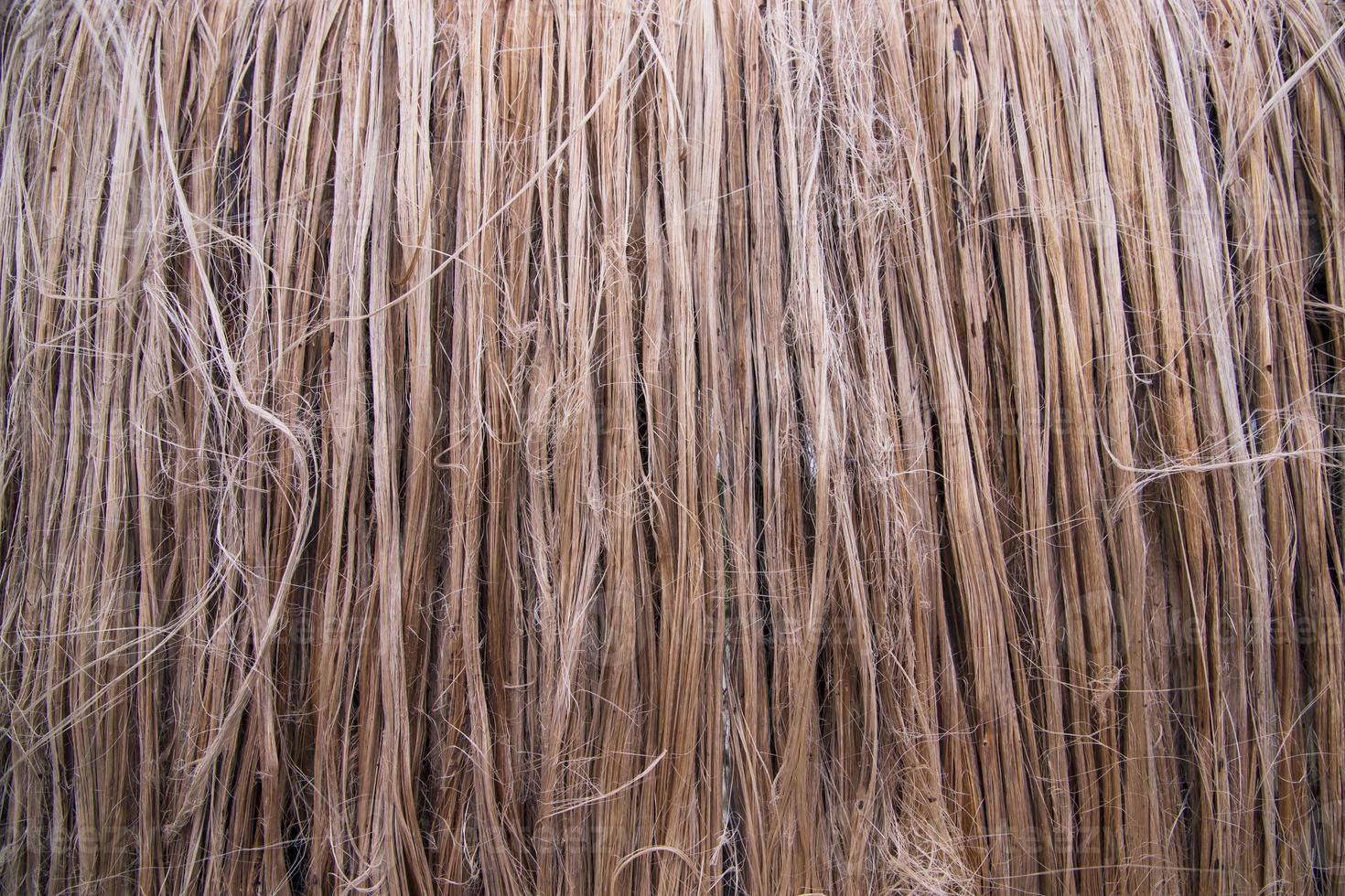 Golden wet raw jute fiber hanging under the sunlight for drying. Golden jute fiber texture background photo