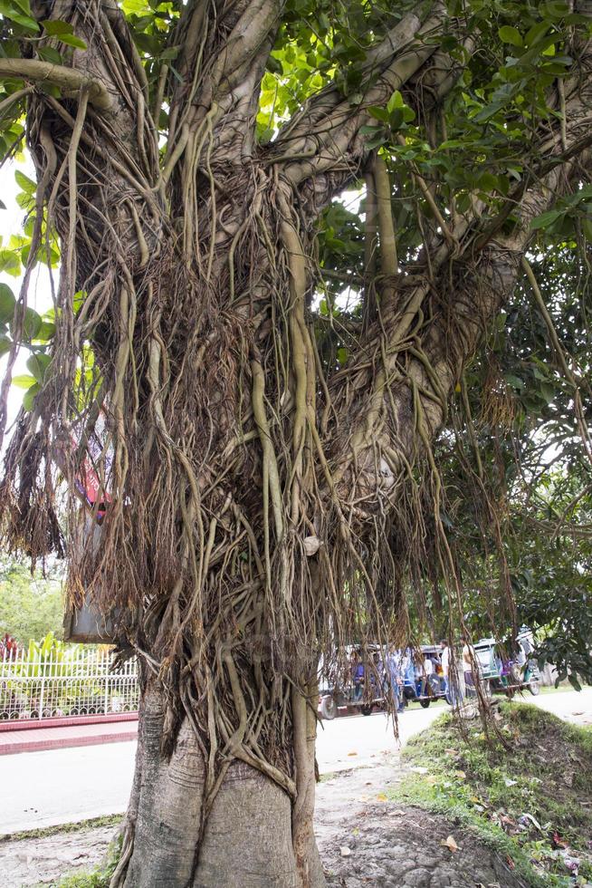 Big Bot or Banyan Tree with Branch root photo