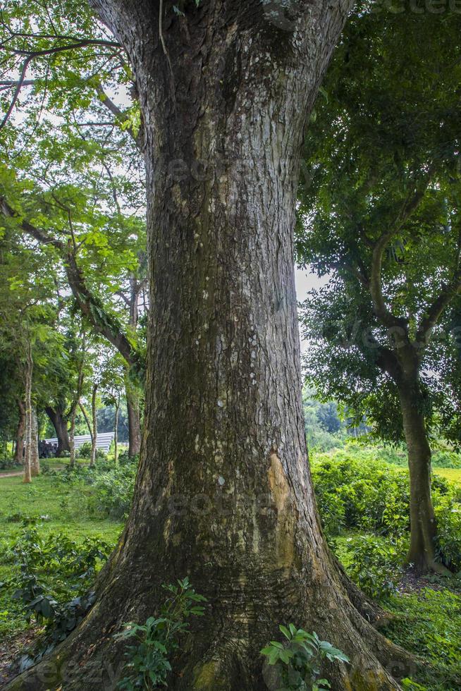 the biggest tree in the forest with a greenery view photo