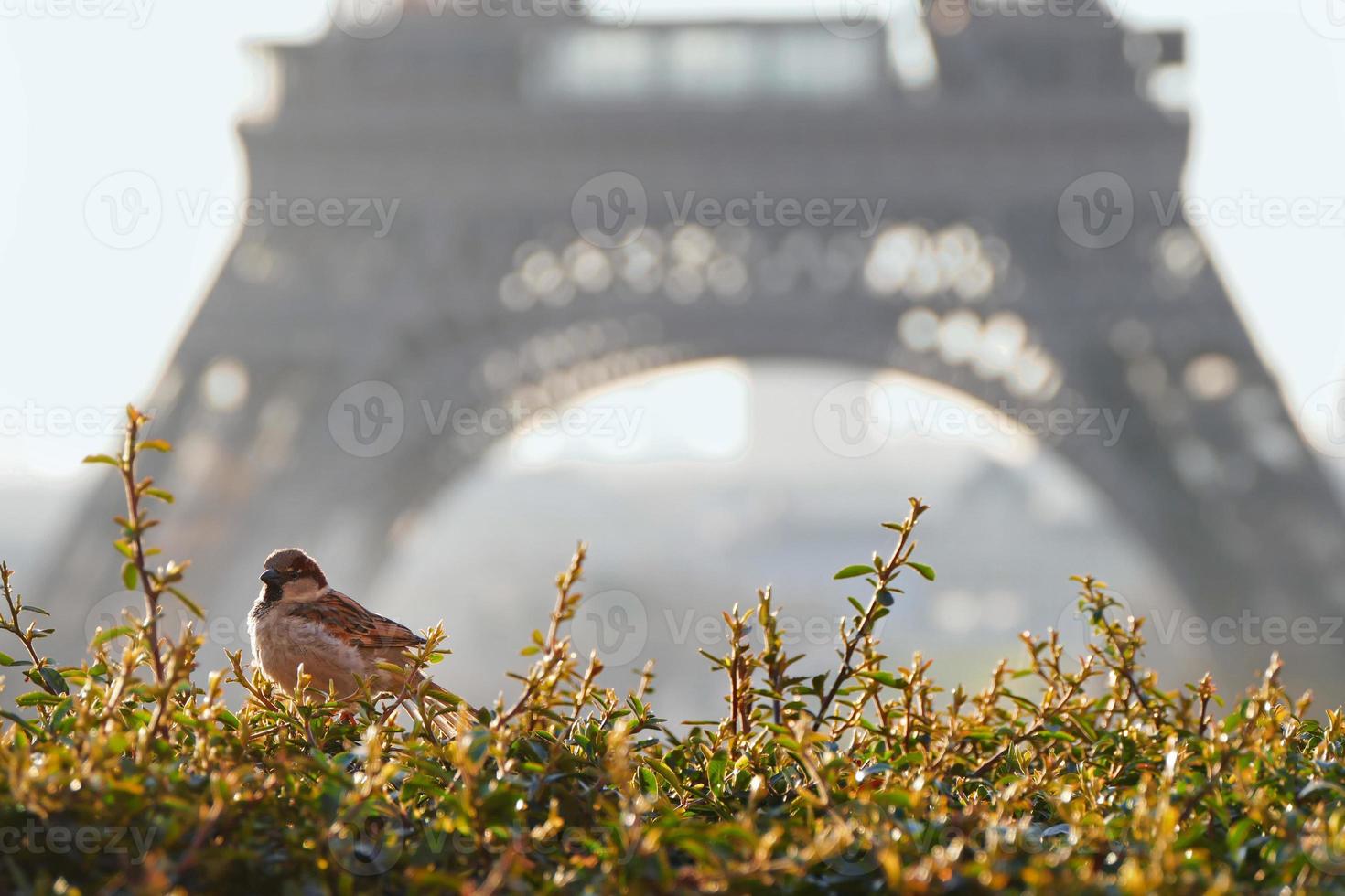 Sparrow with a partial view of the Eiffel Tower in the background during the golden hour photo