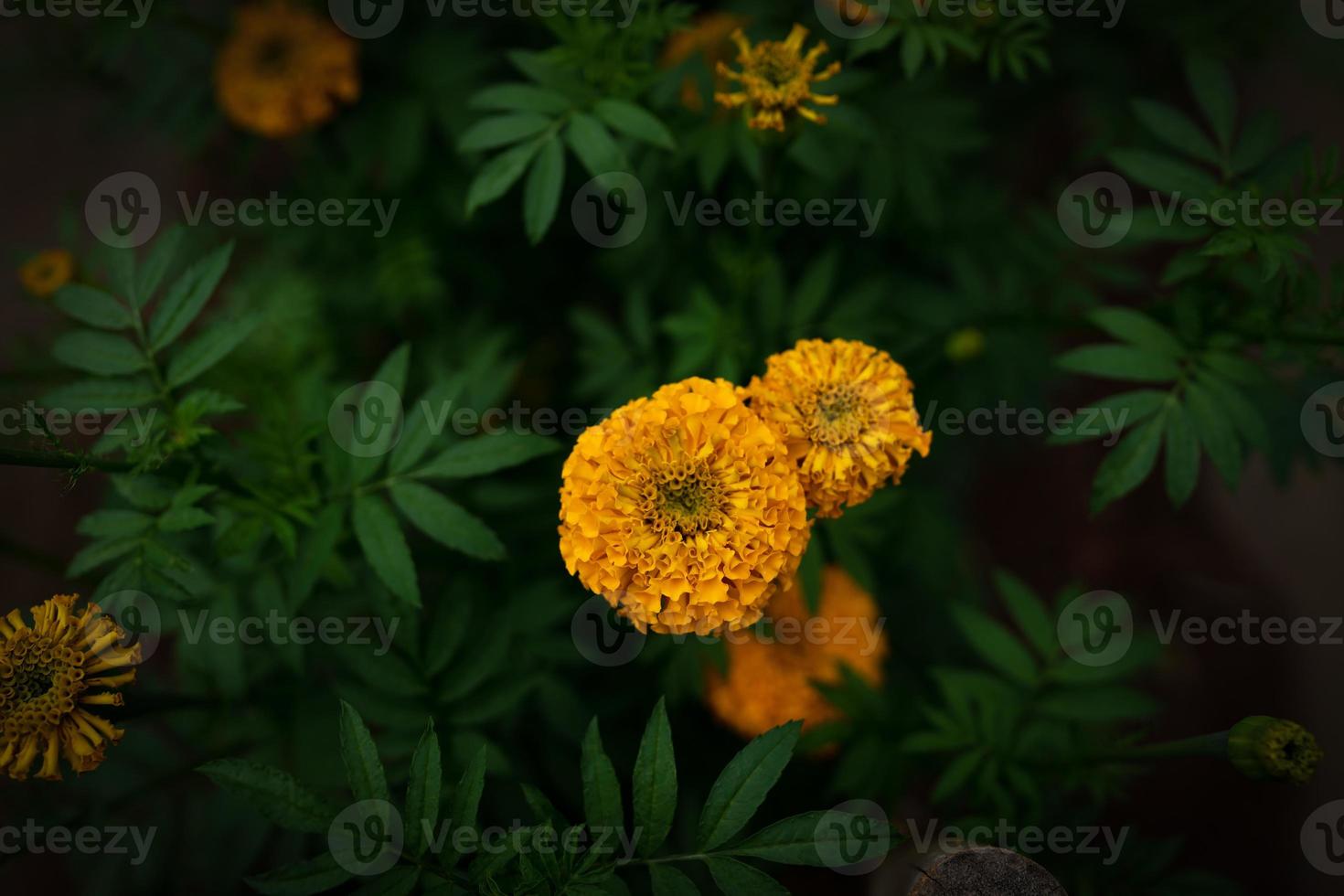 marigold flower top view on the black background photo